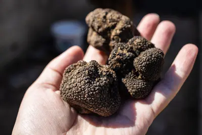 Can I go truffle hunting in Tuscany?